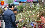 Rực rỡ sắc xuân ở chợ hoa Hàng Lược